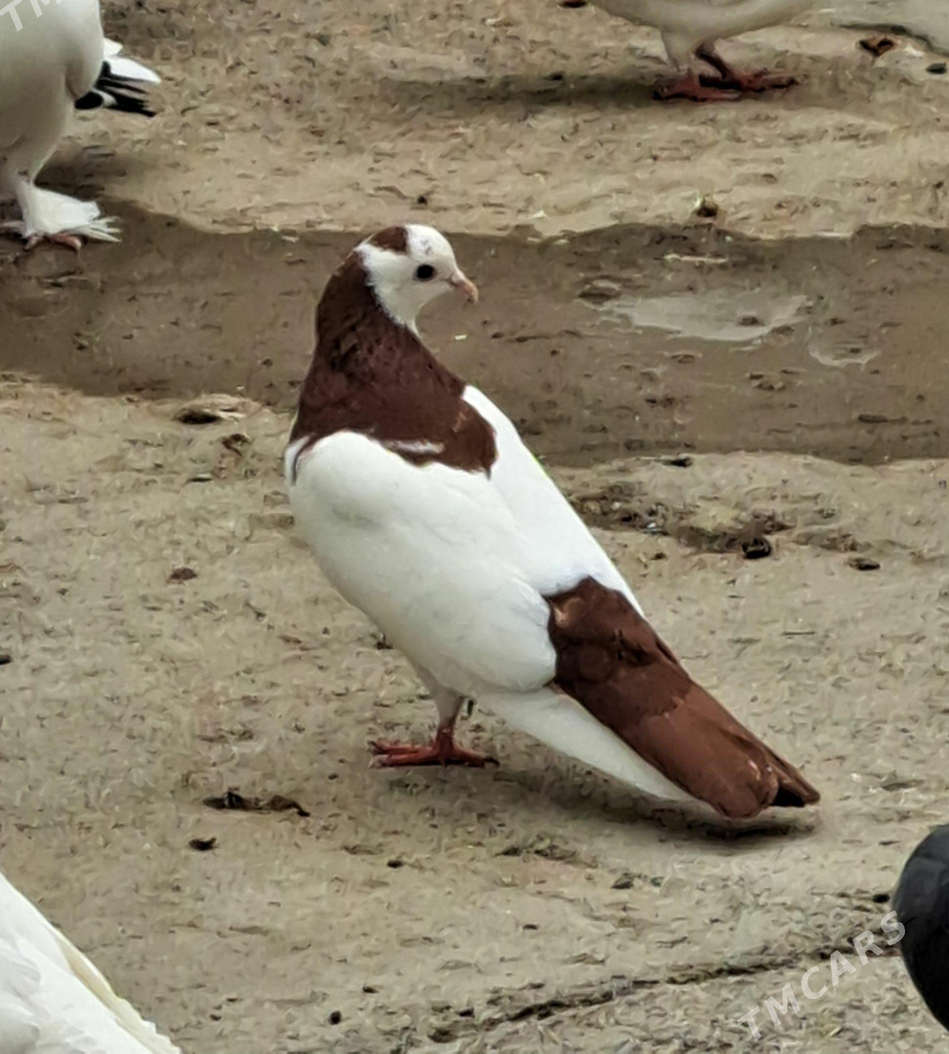 kepderi - Hitrowka - img 1