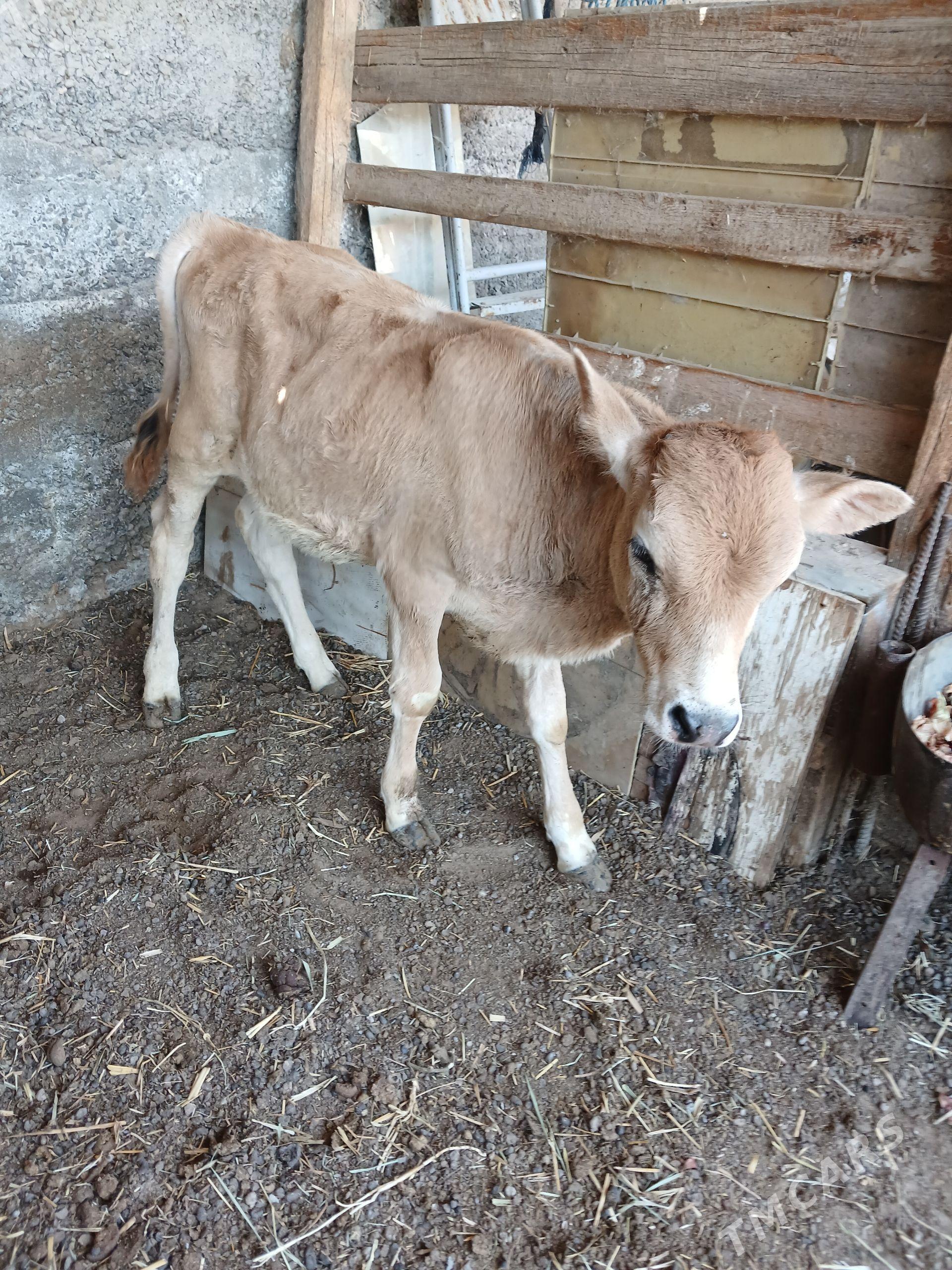 Siwes Okuzce gole - Çoganly - img 1