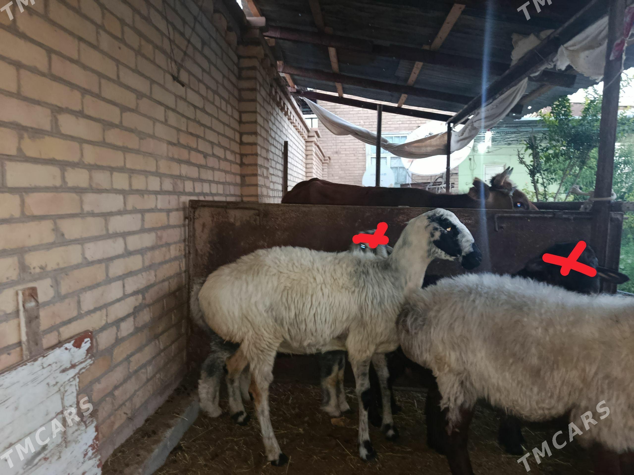 goyunlar - Çärjew - img 1