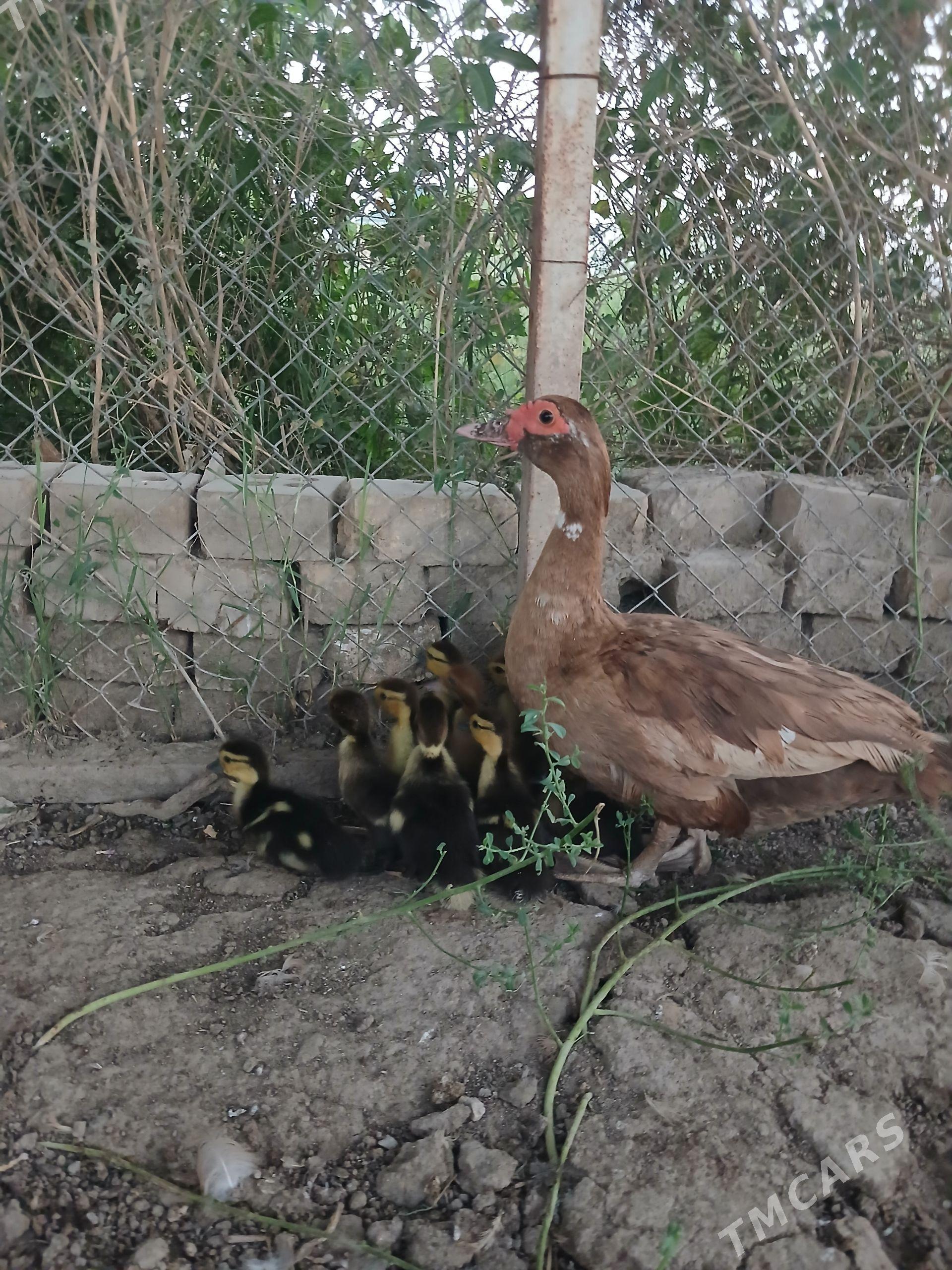 indawutga ordek - Mary - img 1