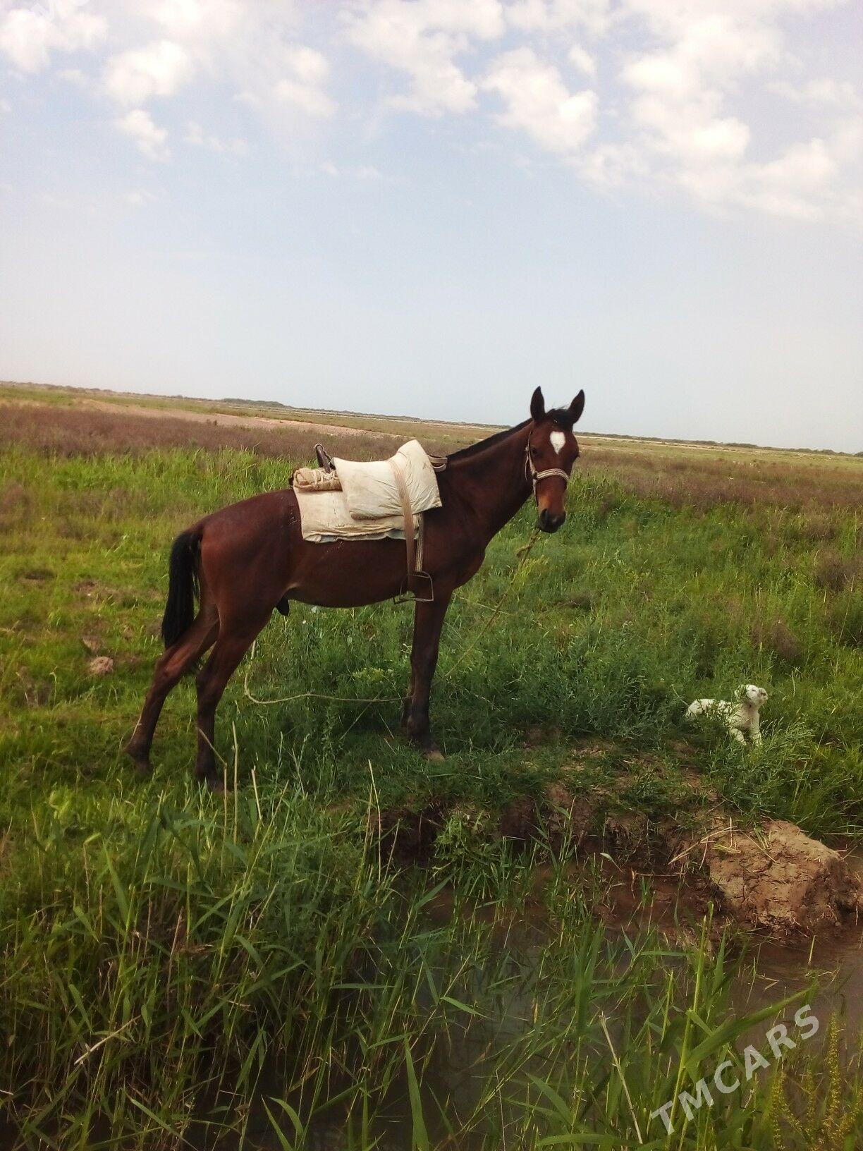 dolhan.at - Теджен - img 1