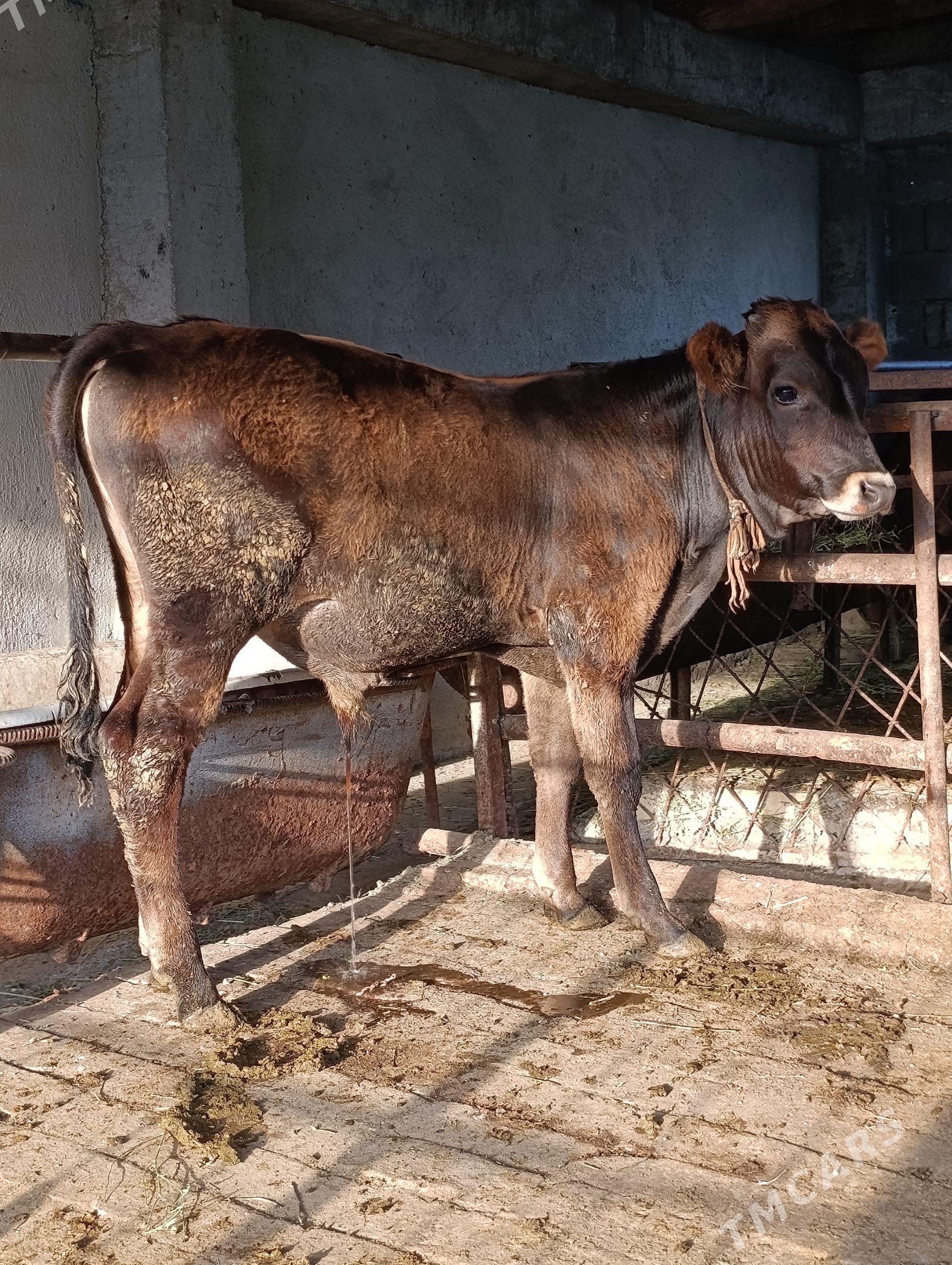 arginal śwes tohum öküzler - Gökdepe - img 1