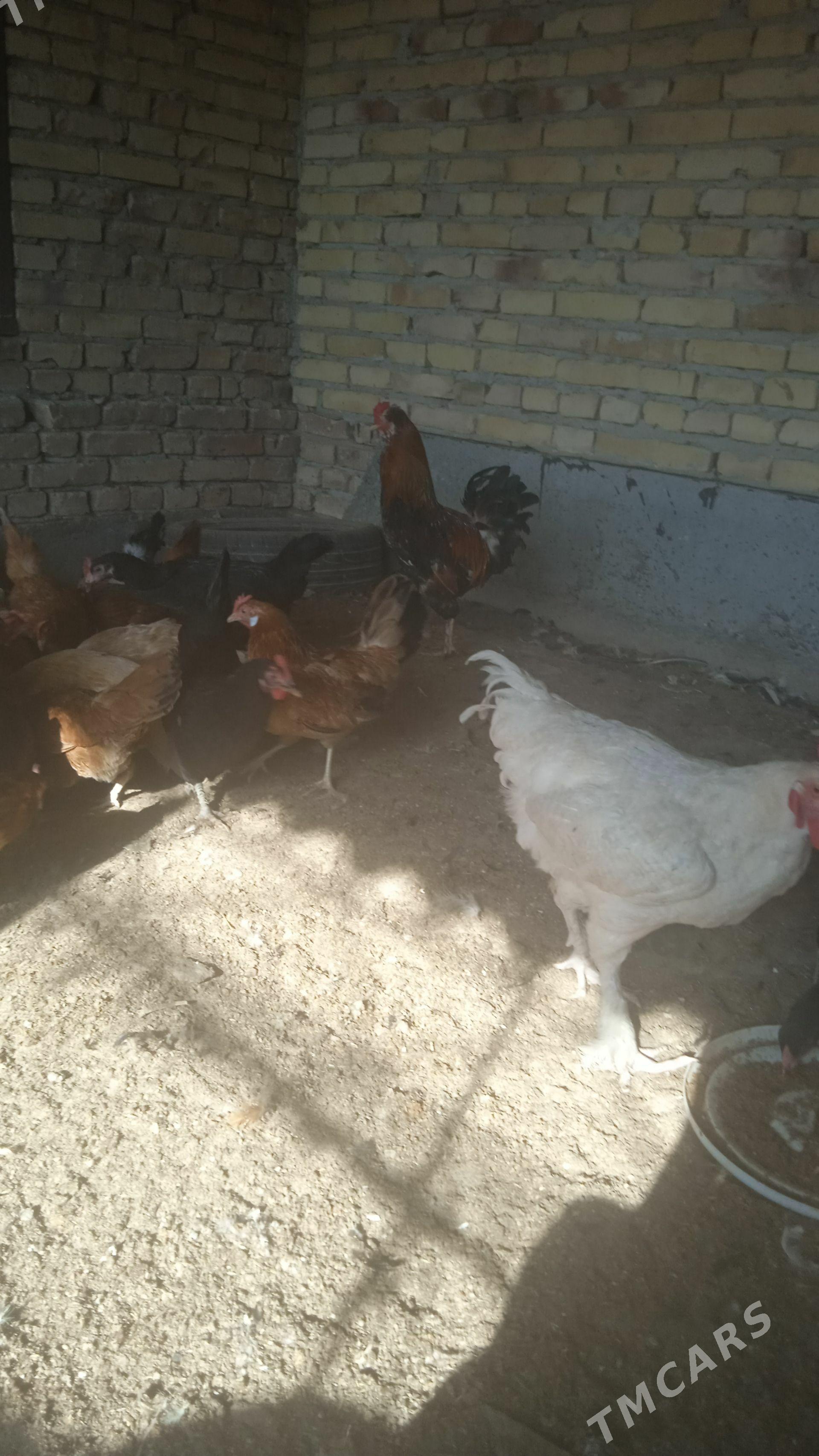 horazlar - Çärjew - img 1