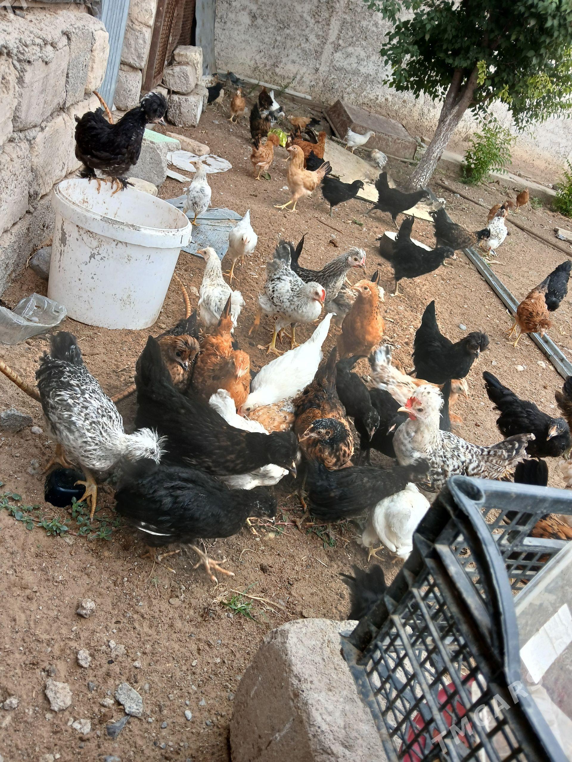 jüjeler - Çoganly - img 1