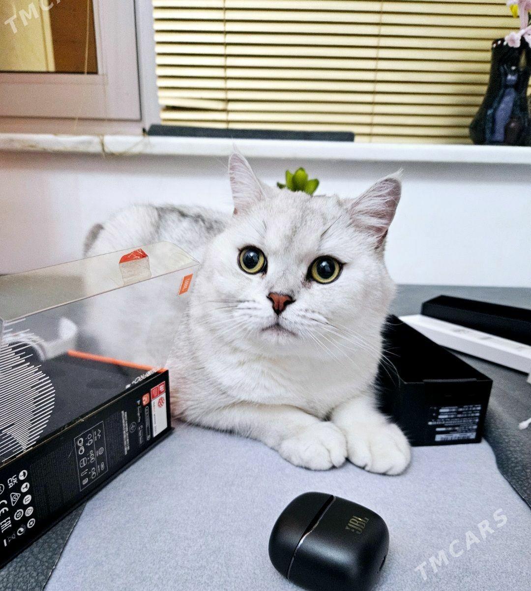 Котята - Aşgabat - img 1