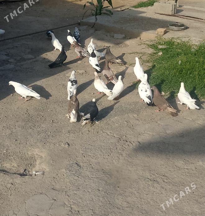 kepderi - 30 mkr - img 1