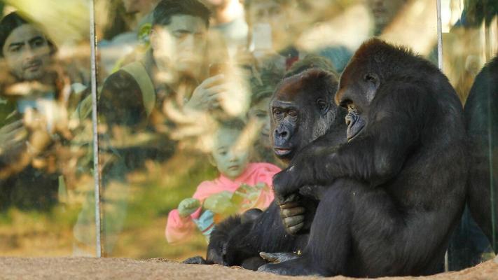 ABŞ-nyň haýwanat bagyndaky gorillalar koronawirus bilen keselledi