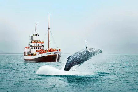 Исландия прекратит китобойный промысел к 2024 году