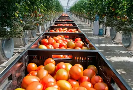 Туркменистан более чем на четверть нарастил производство овощей