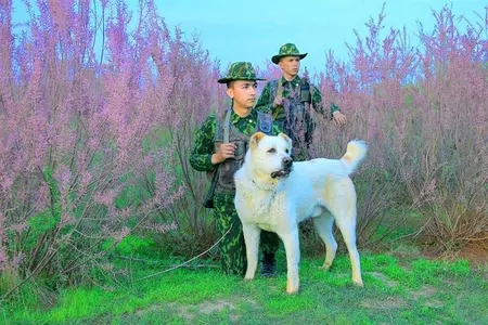 Туркменский алабай – в числе лучших сторожевых собак