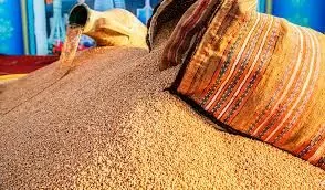 Урожай 2019 года — более 1 миллиона 650 тысяч тонн туркменской пшеницы