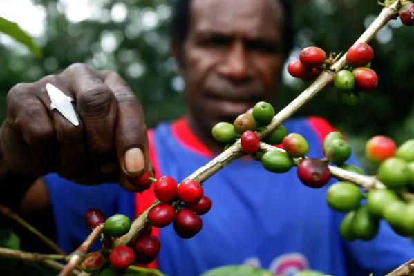 Papua-Täze Gwineýada kofe we palma ýagy ministrlikleri döredildi