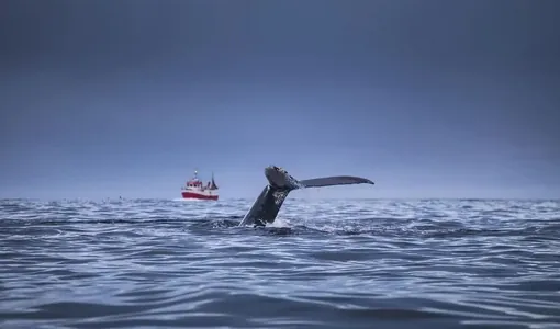 Исландия приостановила китобойный промысел. Его могут полностью запретить