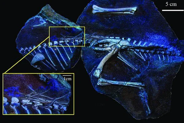 Dinozawrlaryň öň ylma mälim bolmadyk täze görnüşi ýüze çykaryldy