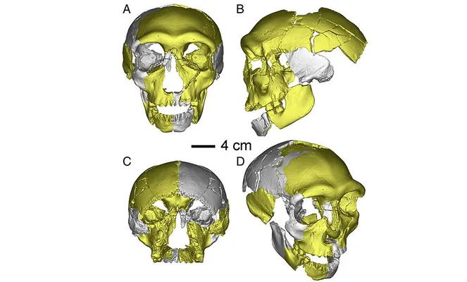 Обнаружен новый вид древнего человека