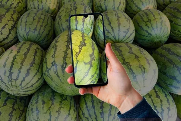Russiýada garpyzyň we gawunyň bişip-bişmänligini kesmän barlaýan ykjam goşundy döredildi