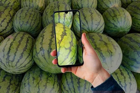Russiýada garpyzyň we gawunyň bişip-bişmänligini kesmän barlaýan ykjam goşundy döredildi