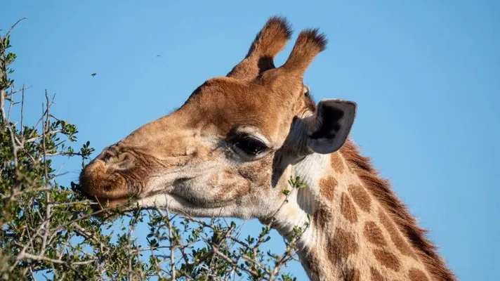 Редчайший жираф без пятен появился на свет в зоопарке американского Теннесси