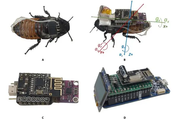 Ученые превратили таракана в киборга, не причинив ему вреда