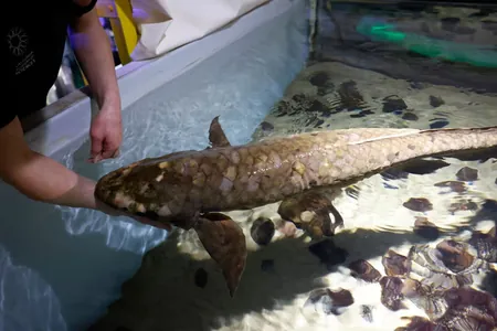 В США живет самая старая аквариумная рыбка, которой около 100 лет