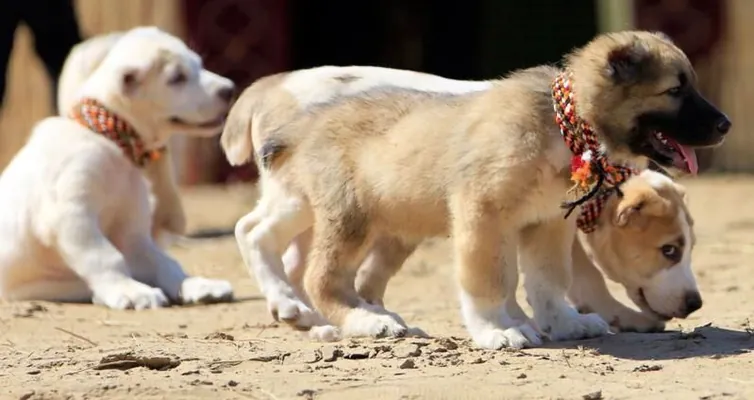 Собаководы Туркменистана подарили Сердару Бердымухамедову щенка по имени Шатлык