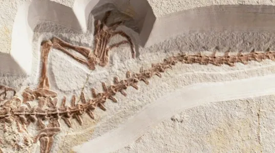 На стройплощадке в китайском Ганьчжоу обнаружили останки динозавра. Им до 90 млн лет