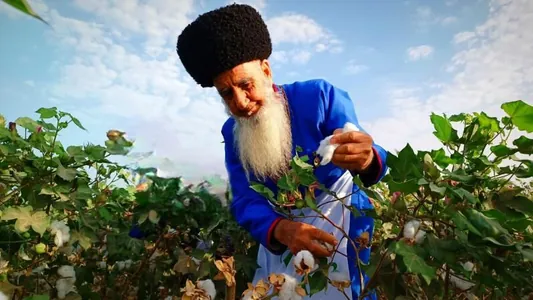 Президент подписал постановление о производстве в Туркменистане богатого урожая хлопчатника