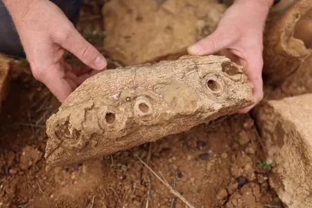 В Англии найден древнейший окаменелый лес возрастом 390 млн лет