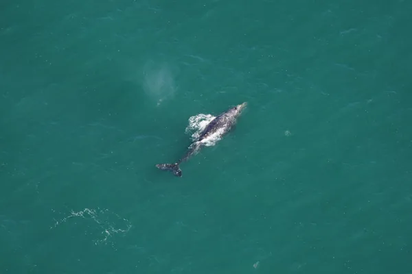 В Атлантике заметили серого кита, которого на протяжении  200 лет считали вымершим