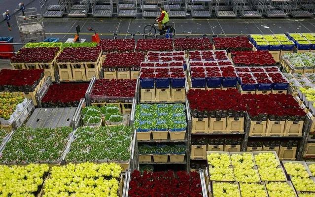 Объем мирового рынка цветов в минувшем году превысил $7,7 млрд. Больше половины – экспорт из Нидерландов 