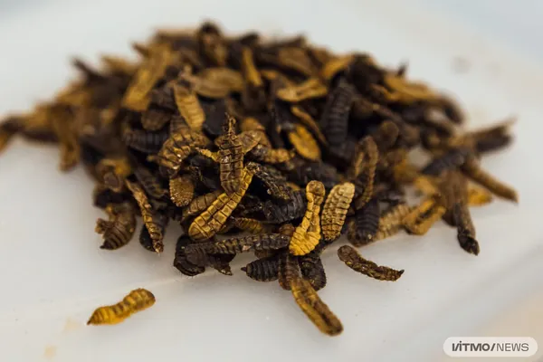 Личинки вместо сои. Российские ученые предложили выращивать для животных корм из богатых протеинами личинок мух