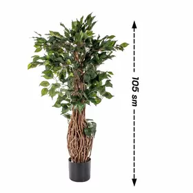 FICUS CURVY 105 CM.