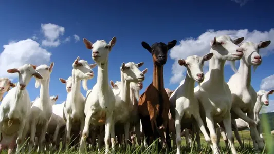 Козье изобилие: власти итальянского острова раздают всем желающим по козе