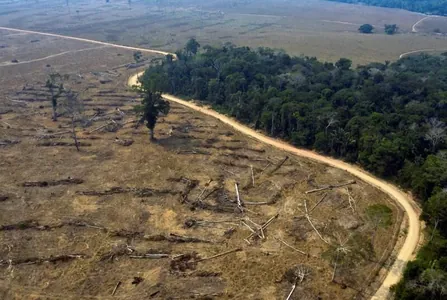Тропические леса исчезают со скоростью 10 футбольных полей в минуту