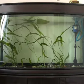 akwarium аквариум