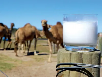 Учёные: Верблюжье молоко станет одним из самых необходимых напитков в мире