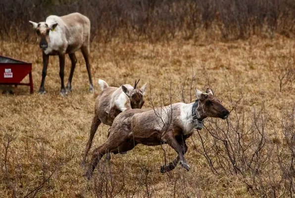 В Канаде могут устроить масштабную охоту на волков, чтобы спасти оленей