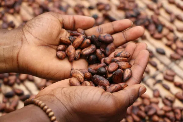 Вирус, поражающий какао-деревья, поставил под угрозу мировое производство шоколада