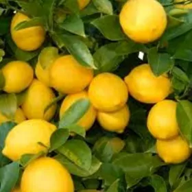 TUR NAHAL LIMON - YEDIVEREN