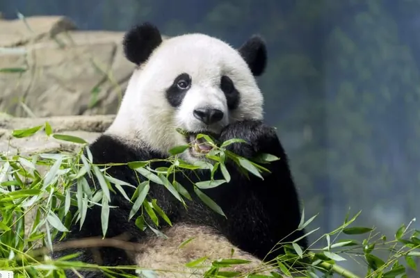 Панда-дипломатия: Китай отправит двух панд в американский зоопарк на 10 лет
