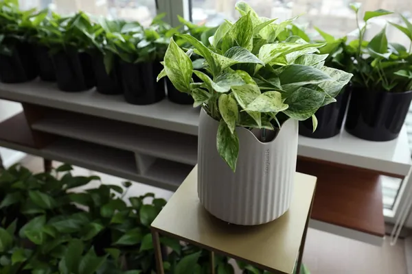 Ученые в 30 раз усилили способность комнатных растений очищать воздух