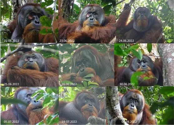 Orangutan dermanlyk otlardan peýdalanyp, ýarasyny bejeren ilkinji haýwan boldy