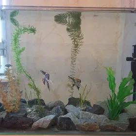 аквариум для рыб