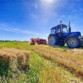 MTZ 82 2024