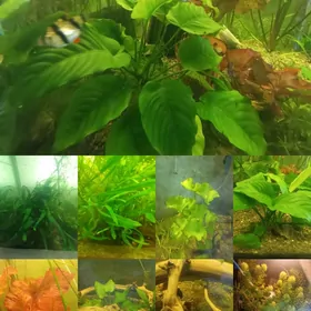 аквариум растения