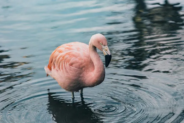 Uzak ýaşly guş: Angliýada 70 ýaşly flamingo ilkinji gezek ýumurtga guzlady