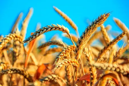 В Туркменистане определены даты начала сбора урожая пшеницы