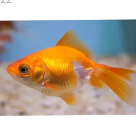 золотой рыбка