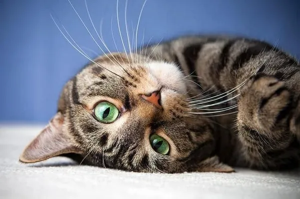 Японские ученые создали вакцину, продлевающую жизнь кошек до 30 лет