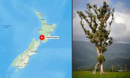 «Шагающее» дерево, как из «Властелина колец»: в Новой Зеландии выбрали «Дерево года»